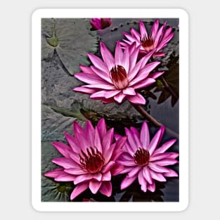 WATER LILIES OF THE ORIENT Sticker